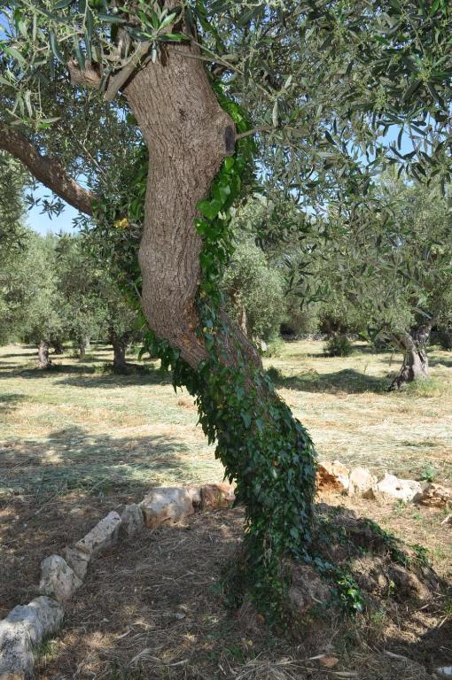 Masseria Costanza Putignano Bagian luar foto