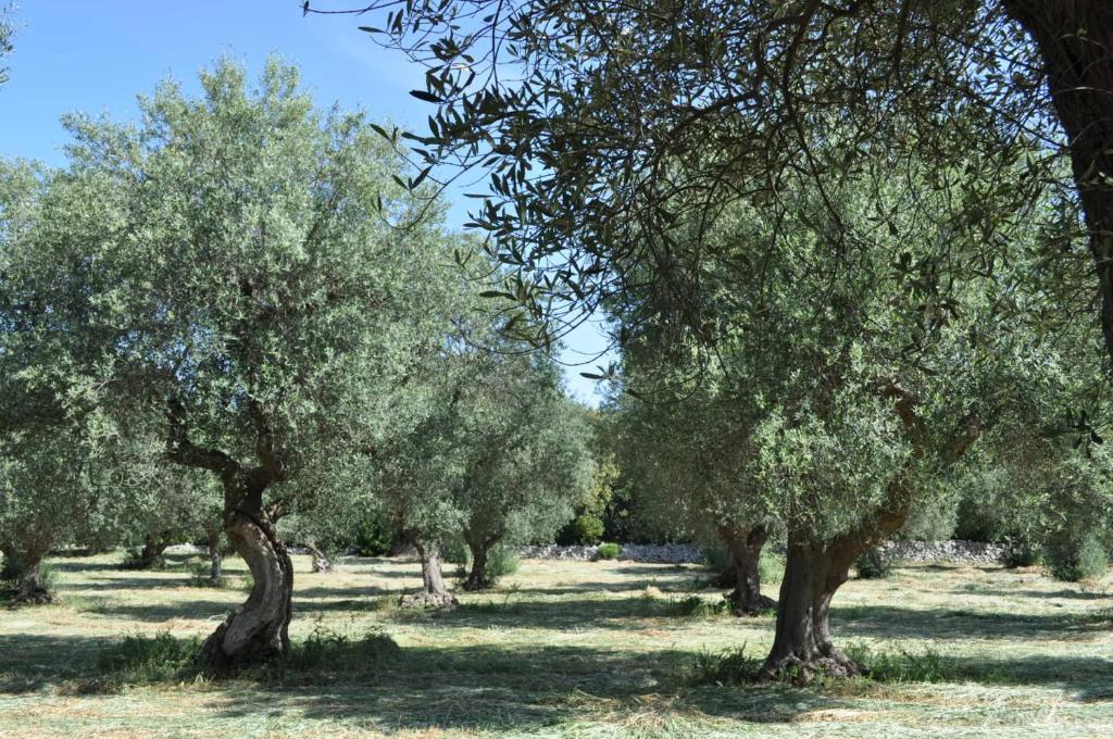 Masseria Costanza Putignano Bagian luar foto